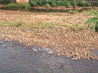 Dezenas de peixes foram encontrados mortos ontem à tarde. Hoje de manhã a correnteza havia espalhado alguns para as margens do rio (Foto: Fernanda Palheta)