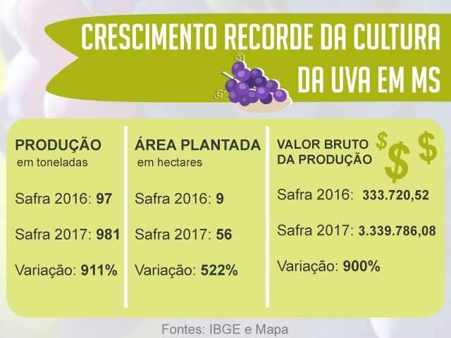 Com &aacute;rea de plantio 6 vezes maior, MS aumenta produ&ccedil;&atilde;o de uva em 911%