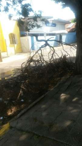 Al&eacute;m de atrapalhar o tr&acirc;nsito, galhos est&atilde;o juntando lixo em bairro da Capital