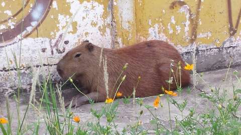 Capivara surge em local movimentado e preocupa moradores da Progresso