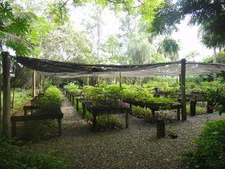 A horta orgânica que fica no recanto (Foto: Franciane Martins) 