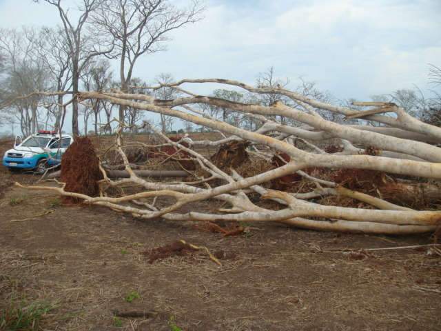  PMA multa propriet&aacute;rio rural em R$ 31 mil por cortar &aacute;rvores sem autoriza&ccedil;&atilde;o