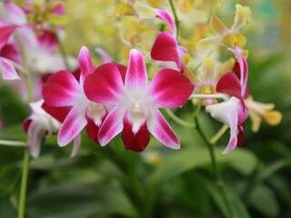 A beleza das orquídeas...(Foto: Alcides Neto)
