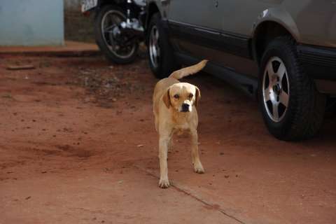 Multa para quem deixar cachorro solto nas ruas pode chegar a R$ 15 mil 