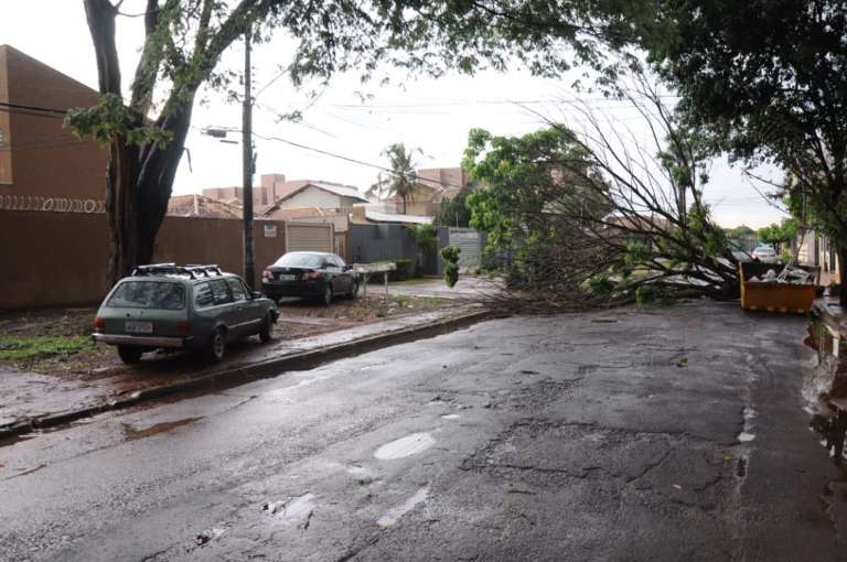 Árvore caída na avenida Marechal Floriano. (foto;. Paulo Francis)