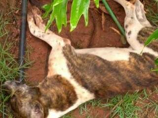 Eles foram encontrados mortos no quintal da casa (Foto: Celso Daniel / Expressão MS)