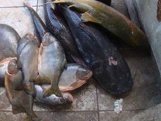 Pescado ilegal apreendido pel PMA durante operação Pré-piracema. (Foto: Divulgação)