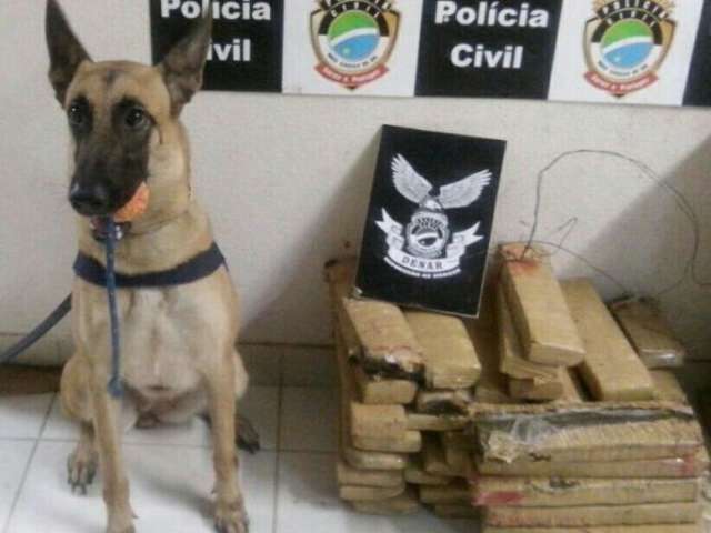 C&atilde;es farejam 19 kg de maconha e tr&ecirc;s traficantes s&atilde;o presos na BR-060