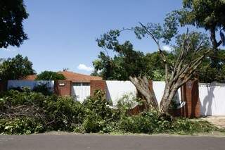 No bairro Villas Boas também há árvores e galhos caídos (Foto: Cleber Gellio)