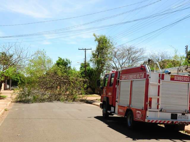  Vento derruba &aacute;rvore e causa curto-circuito em rede el&eacute;trica no Coronel Antonino