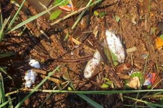 Peixes mortos e frascos de remédio dividem espaço nas águas (Foto: André Bittar)
