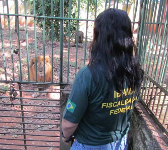  Ibama autoriza e le&atilde;o embarca para Rancho dos Gnomos no interior de SP