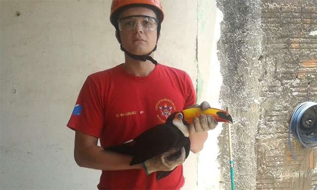 Ferido na asa com linha de pipa com cerol, tucano &eacute; resgatado em resid&ecirc;ncia