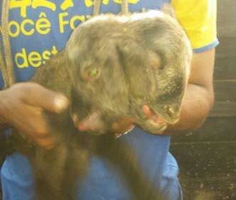 Ovelha nasce com duas cabe&ccedil;as e morre 24 horas depois