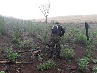 Droga encontrada foi destruída pelos policiais paraguaios (Foto: Divulgação)