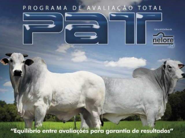  Nelore MS lan&ccedil;a hoje programa para identificar reprodutor de melhor carga gen&eacute;tica 