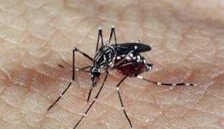 Especialistas de vários países estudam roteiro para controle do Mosquito Aedes aegypti (Foto: Arquivo Agência Brasil)