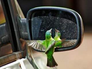 Conferindo o visual - Fazendo graça, vaidoso passarinho se admirava no retrovisor. (Foto e legenda de Marcos Ermínio)