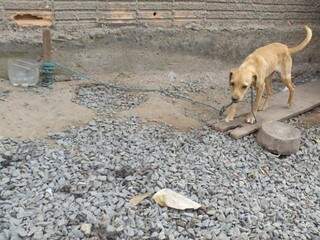 Animal foi encontrado amarrado e sem água (Foto: PMA/Divulgação)