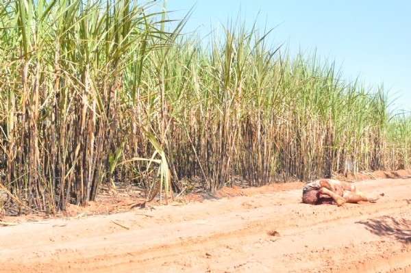 Funcion&aacute;rios de usina encontram corpo em canavial