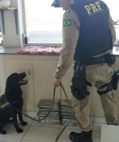 C&atilde;es ajudam a identificar tr&aacute;fico feito por mulher acompanhada da neta de 3 anos
