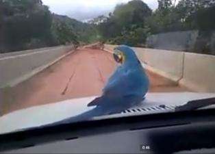 Arara-canind&eacute; &quot;pega carona&quot; em carro e encanta fam&iacute;lia; confira o v&iacute;deo