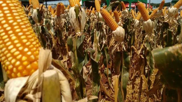 Produ&ccedil;&atilde;o de milho deve alcan&ccedil;ar volume recorde de 9 milh&otilde;es de toneladas em MS