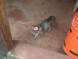 Gato aparece em resid&ecirc;ncia com corte na cabe&ccedil;a e dois olhos arrancados 