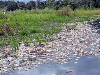 Decoada provocou morte de mil toneladas de peixe no Rio Negro em janeiro. (Foto: O Pantaneiro)