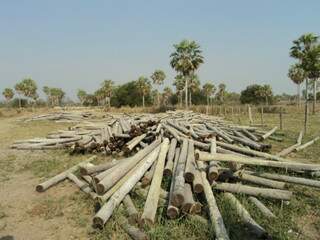Na fazenda Barreiro Preto, os policiais encontraram 28 m³ de madeira da espécie “Carandá” e mais 14 m³ da espécie aroeira. 