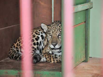  Onça “fujona” pode ser levada para zoológico em Foz do Iguaçu