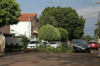 Na rua Rui Barbosa, galho caiu em frente à Santa Casa e bombeiros foram acionados. (Foto: Fernando Antunes)