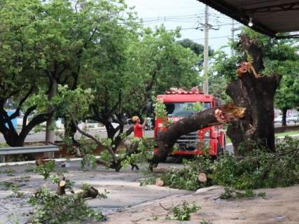 Ventos de 83 km/h derrubam árvores durante chuva na Capital