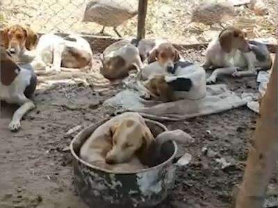 V&iacute;deo de maus-tratos contra c&atilde;es sensibilizou leitores na &uacute;ltima semana