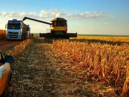Colheita do milho safrinha começa em MS com previsão de safra recorde