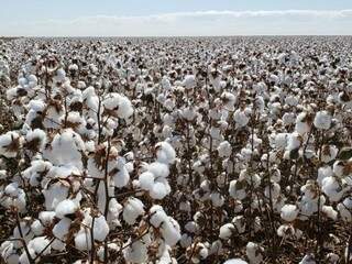 Campo de algodão no norte do Estado, que concentra a produção. (Foto: Robson Carlos dos Santos/Divulgação)