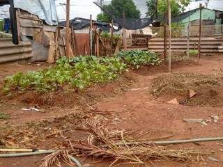 Rabanete, beterraba e alface, são algumas das verduras cultivas na horta da Cidade de Deus.(Foto: Arquivo Pessoal)