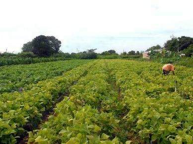 Agricultura estuda mudar financiamento do agroneg&oacute;cio e seguro rural