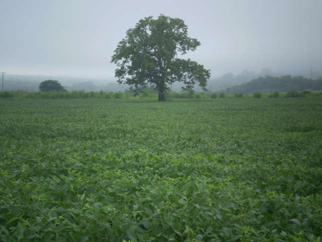  Fazendeiros e &iacute;ndios viram r&eacute;us por den&uacute;ncia de arrendamento de terra