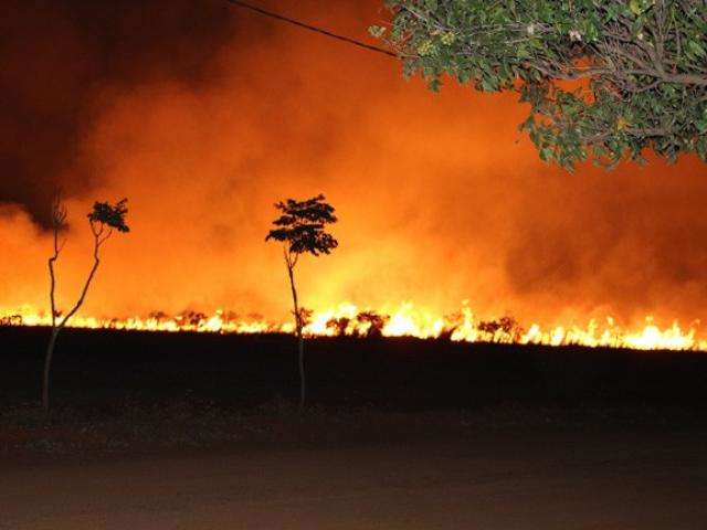 Inc&ecirc;ndio destr&oacute;i mata que abrigava dezenas de ninhos de corujas 