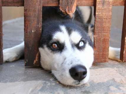 Dupla coloca faca no pesco&ccedil;o de adolescente para roubar c&atilde;o de ra&ccedil;a