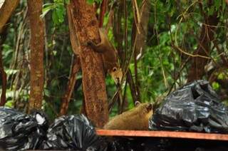 Quatis são atraídos pelos sacos de lixo colocados em cima das leixeiras (Foto: Rodrigo Pazinato)