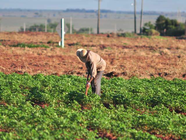  Safra de gr&atilde;os 2011-2012 em MS fechar&aacute; em 9,5 milh&otilde;es de toneladas