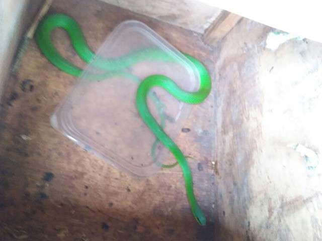 Cobra verde se esconde em cap&ocirc; de ve&iacute;culo e &eacute; capturada pela PMA
