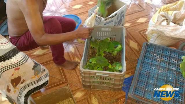 Pol&iacute;cia Militar Ambiental apreende aves que iriam para traficantes de animais