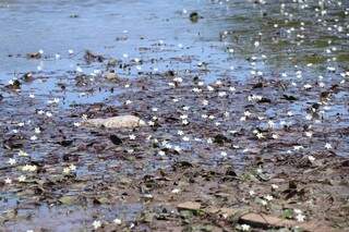 Lixo na lama na Lagoa Itatiaia (Foto: Henrique Kawaminami)
