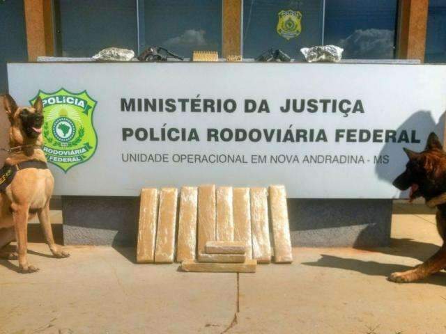 C&atilde;es da PRF encontram armas e super maconha em &ocirc;nibus; veja v&iacute;deo  