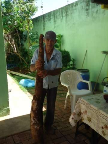 Homem vai limpar quintal e encontra mandioca de 1,80 metro