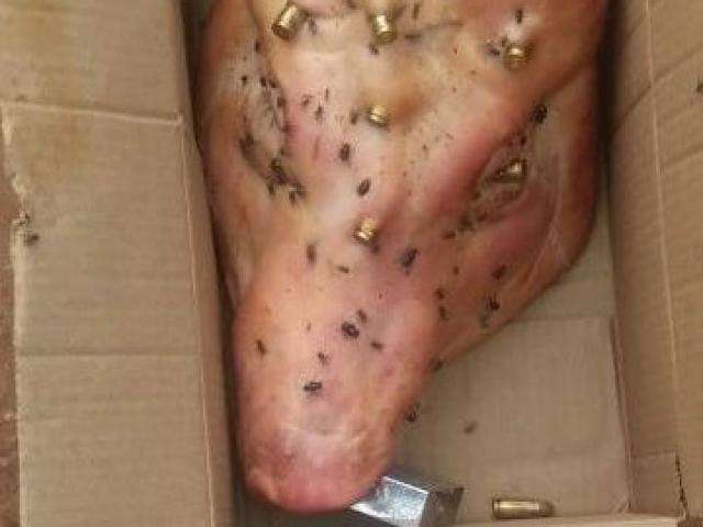 Mulher recebe cabe&ccedil;a de porco com 10 perfura&ccedil;&otilde;es a bala e cadeado na boca