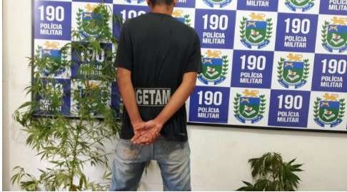 Den&uacute;ncia leva pol&iacute;cia a prender jovem que cultivava maconha em casa